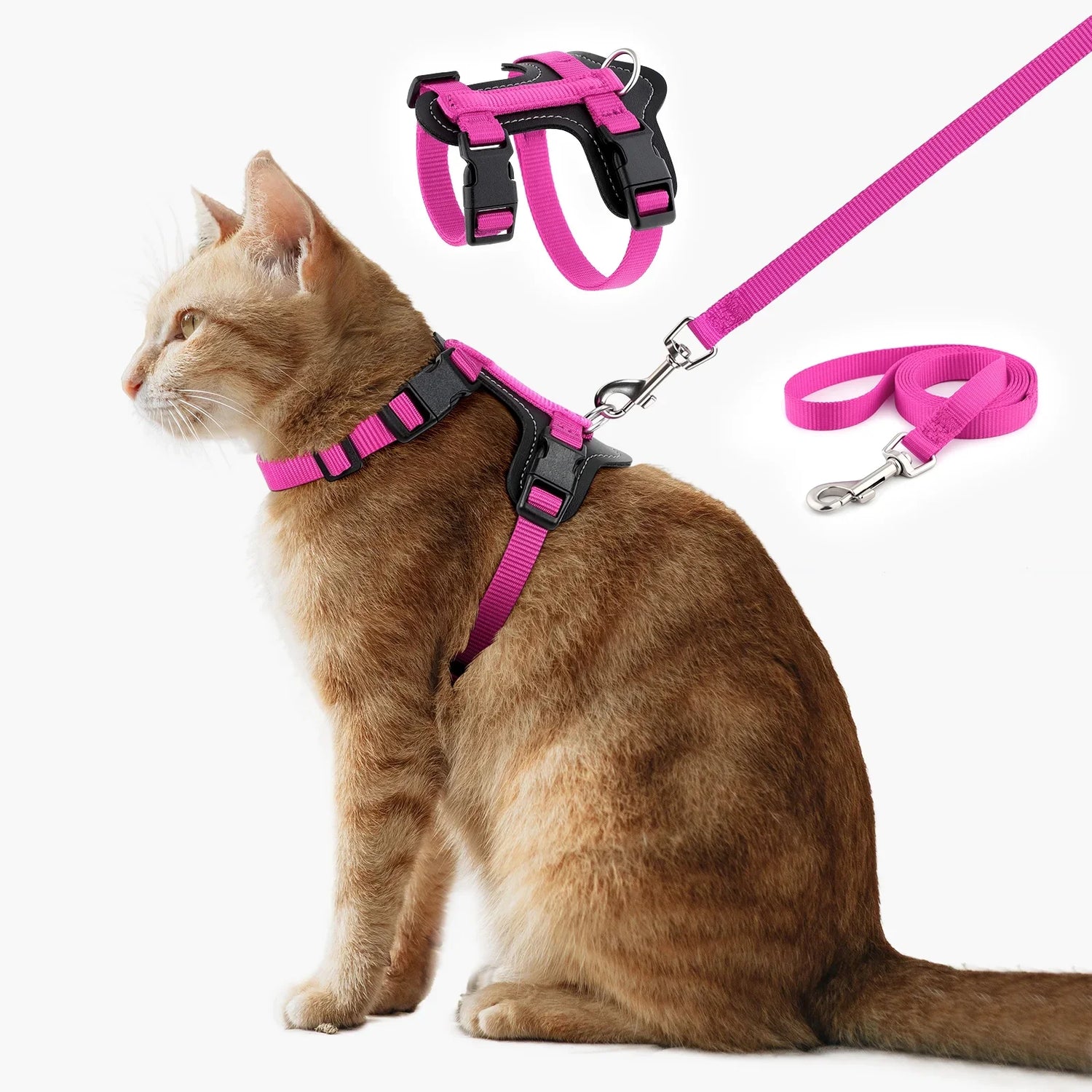 Cat Collars/Leashes