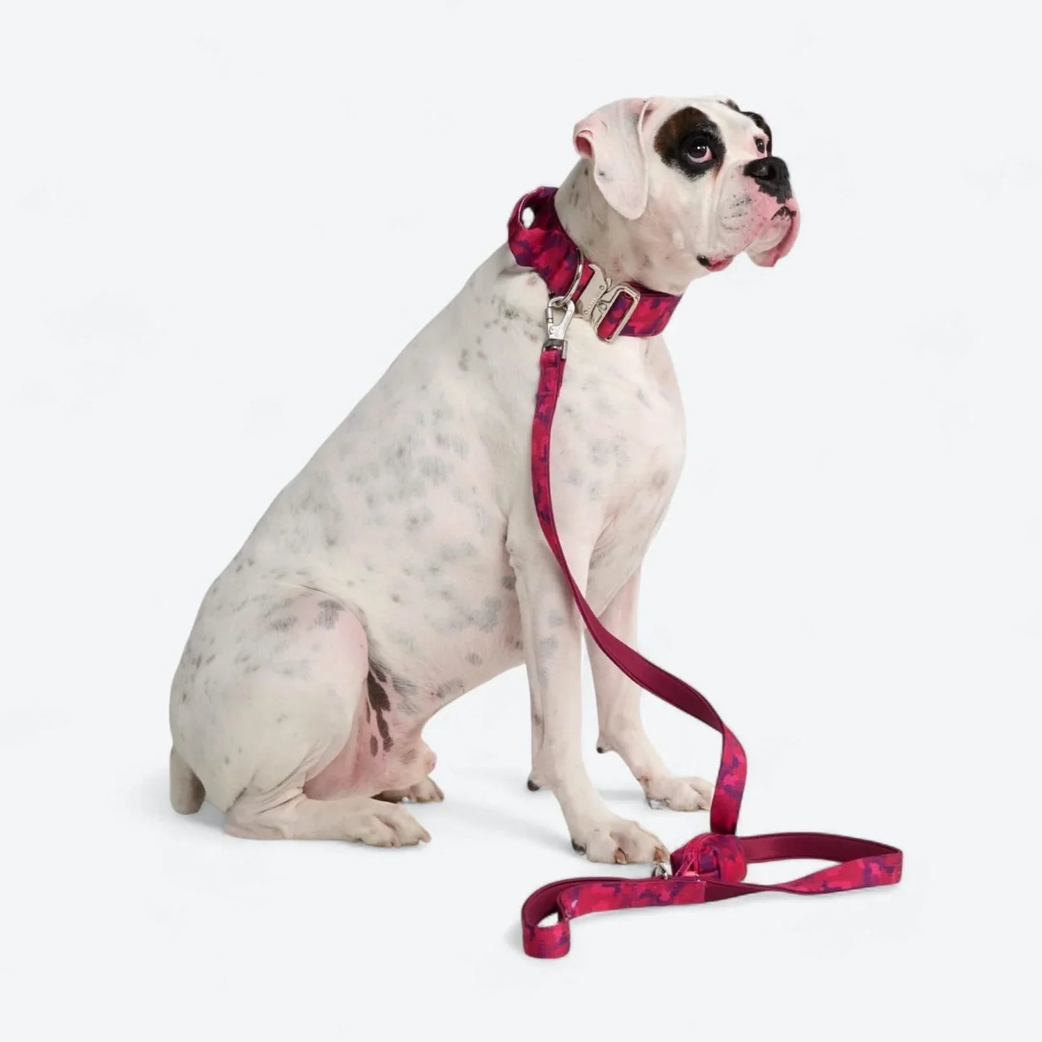 Dog Collars/Leashes